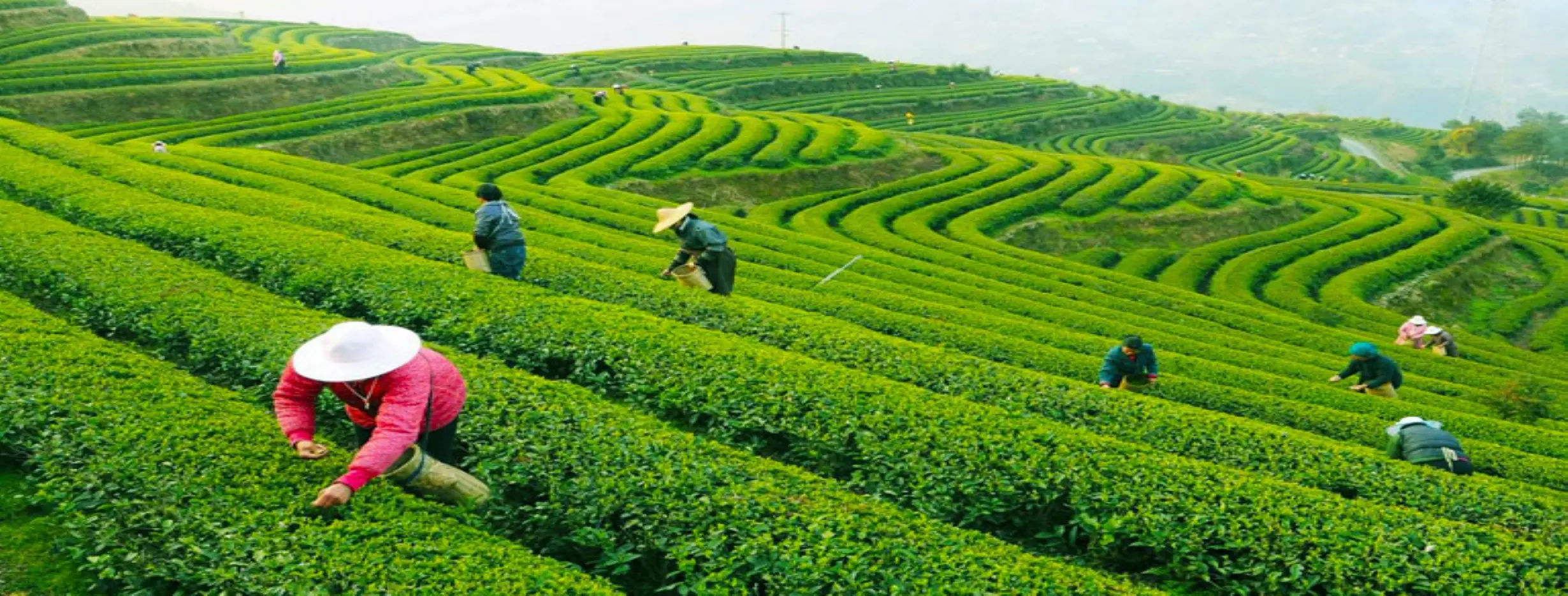 Image for Longjing Tea Plantation